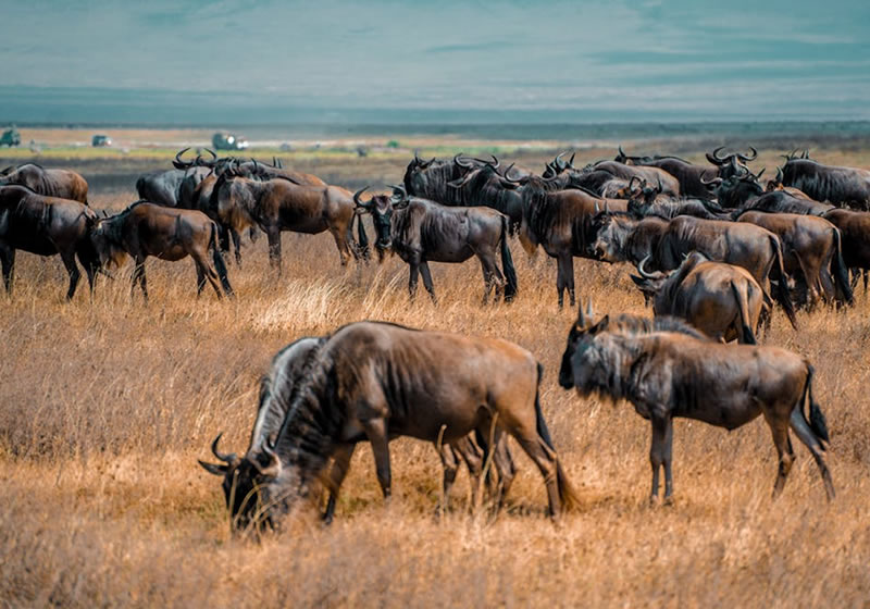 Wildebeest migration in Serengeti National Park Tanzania